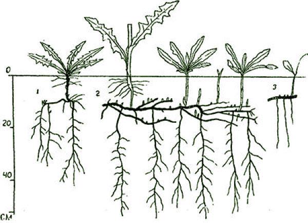 biljka s jakim korijenovim sustavom