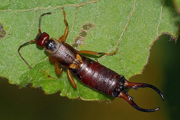 how to deal with earwigs in the garden and at home