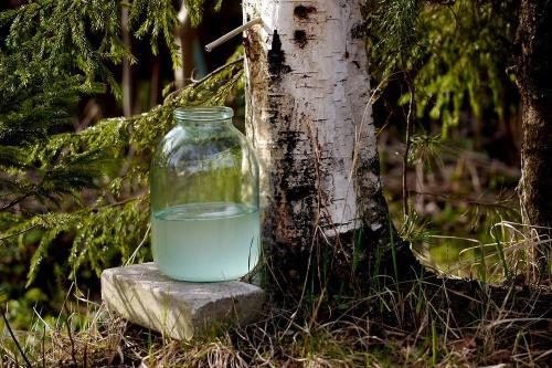 how to get birch sap