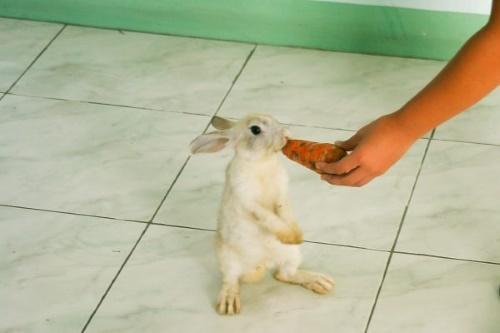 wie man Kaninchen trainiert