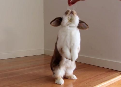 Kaninchen macht einen Handstand