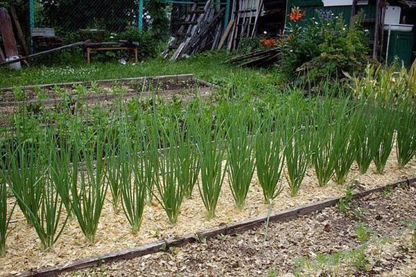 hur man använder sågspån i trädgården och grönsaksgården