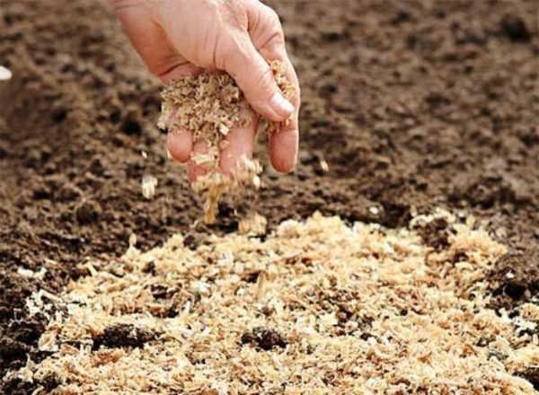 introduction of sawdust into the soil