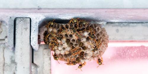 eşek arılarından nasıl kurtulur