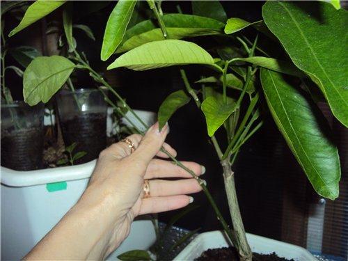 wie man Mandarine zu Hause pflanzt