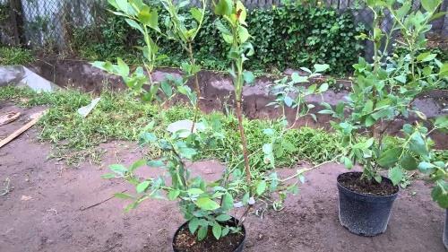 jak zasadit borůvky