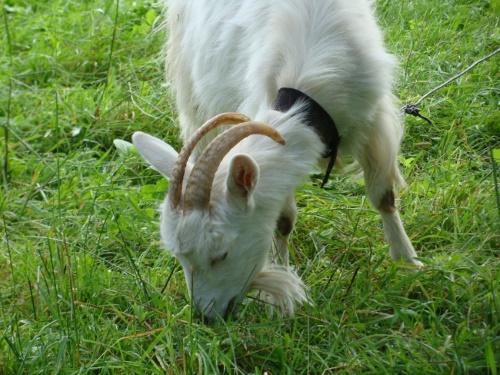 comment prendre soin d'une chèvre