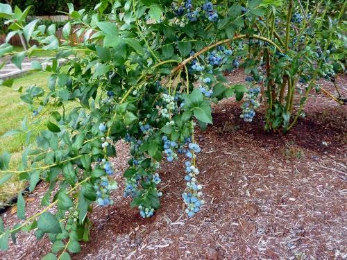 how to grow blueberries on the site