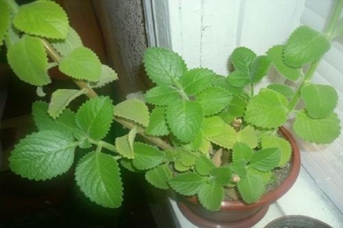 how to grow mint on a windowsill