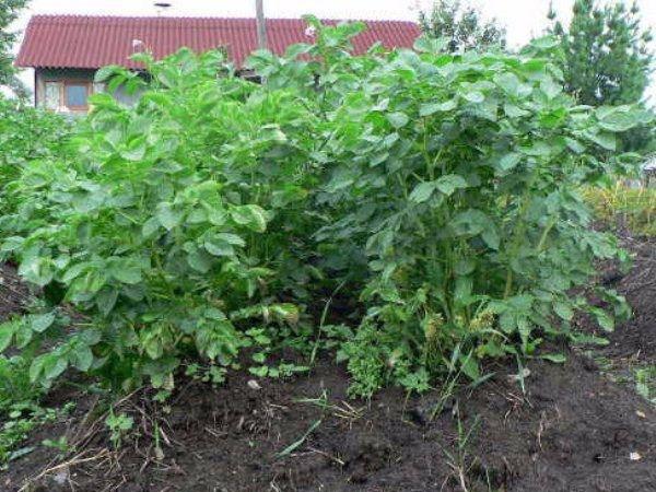 trồng khoai tây kiwi