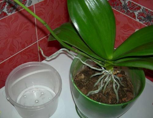 när man ska transplantera phalaenopsis orkidé