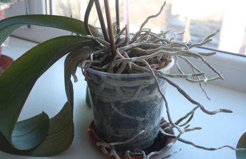 orkidé tätt i en kruka