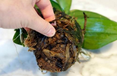 rotten orchid roots