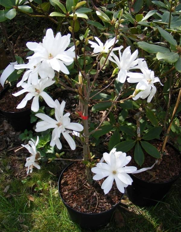 wewnętrzna magnolia
