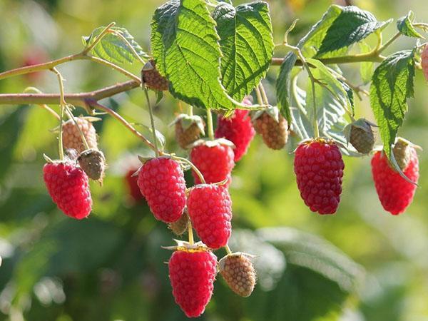 raspberries of the Gusar variety