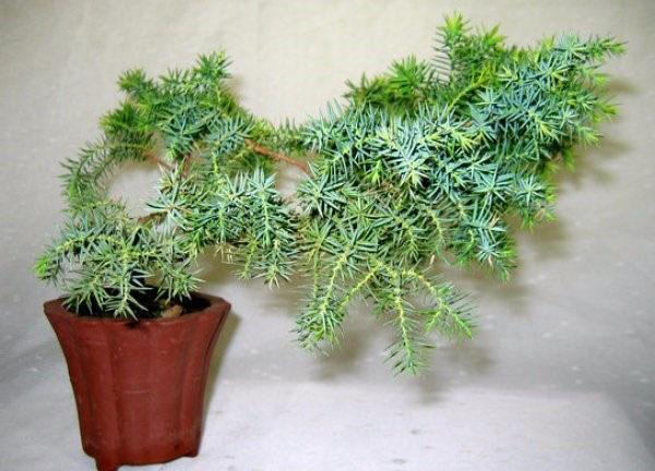 juniper at home in a pot