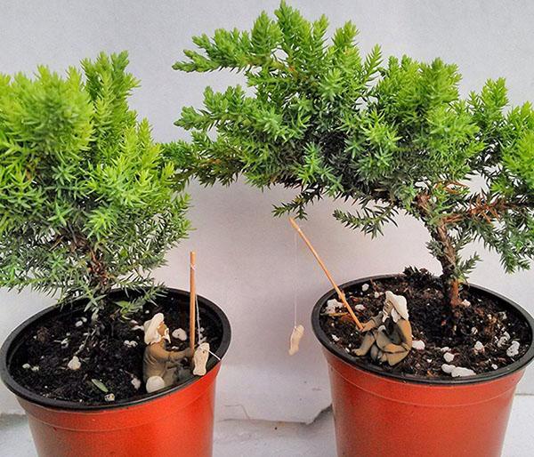 bonsai bitkileri