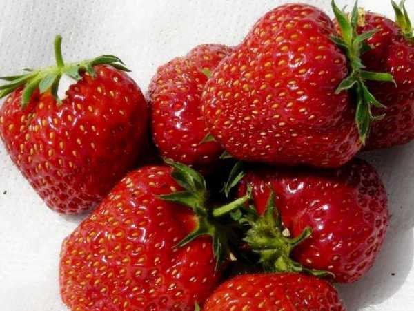 описание на ягодовите сортове Азия