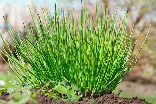 onion chives useful properties