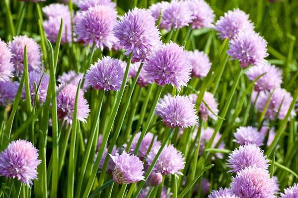 onion chives in bloom