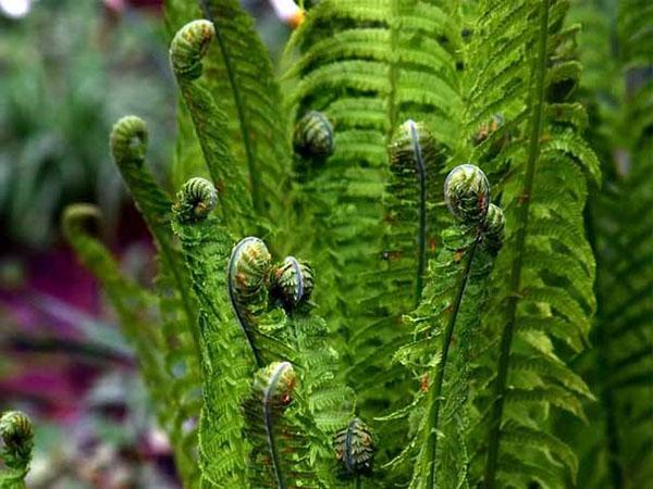 unique properties of the fern