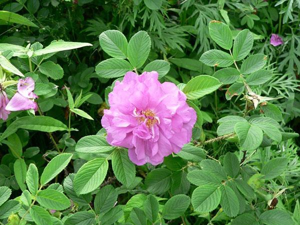 flors de rosa mosqueta