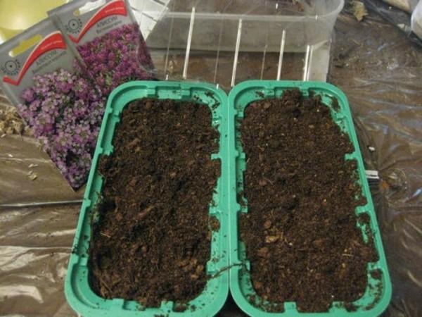 sowing alyssum seeds for seedlings