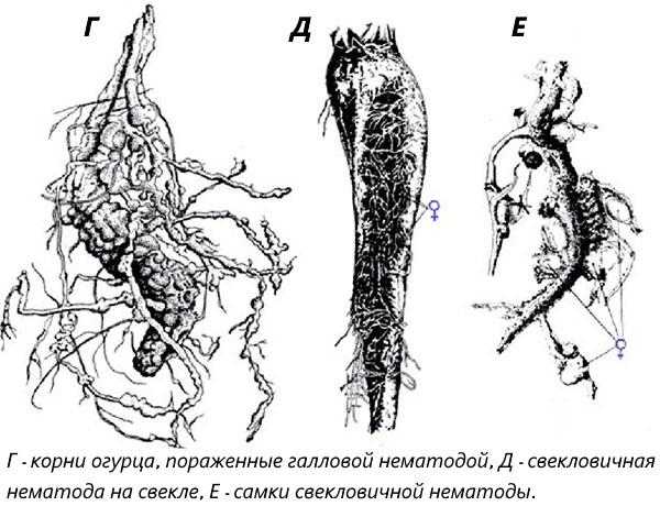 wortelworm nematode