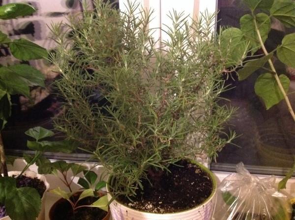 growing rosemary at home
