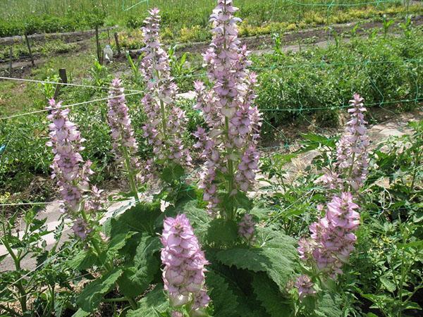 cultivation of clary sage