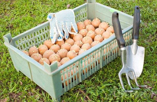 przetwarzanie ziemniaków przed sadzeniem