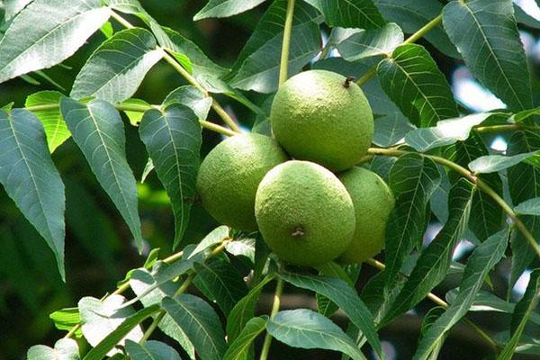 zelené plody černého ořechu