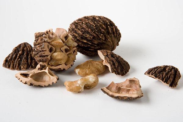 léčivé vlastnosti černého ořechu