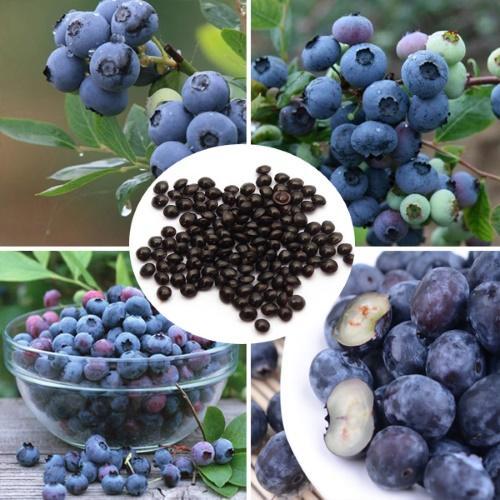 hur man planterar blåbär med frön