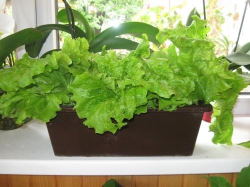 comment faire pousser de la salade dans un appartement