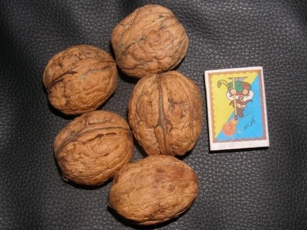 malalaking prutas na mga walnut variety