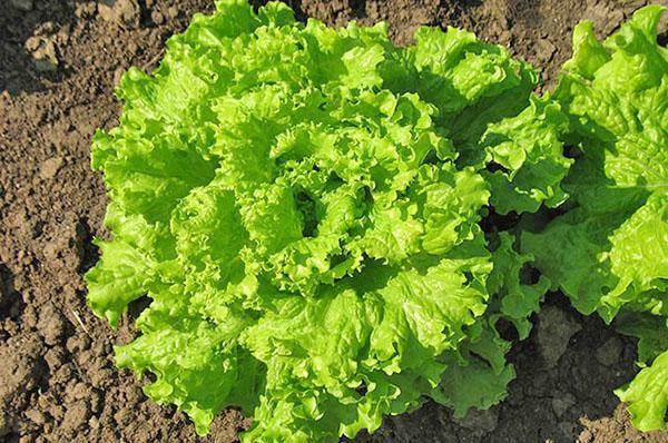 the benefits and harms of lettuce