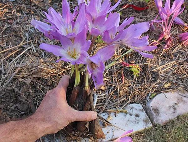 planting and caring for a crocus