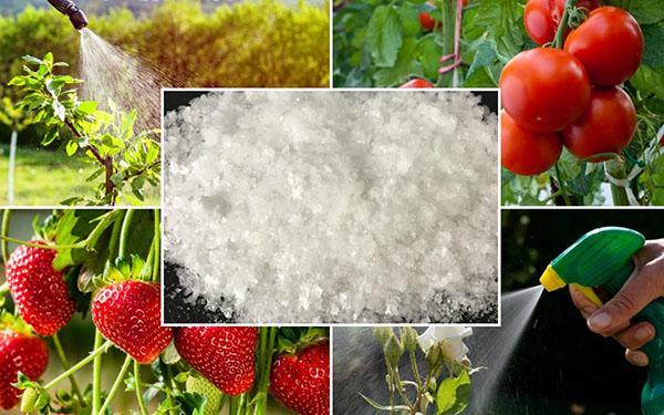sử dụng axit boric trong trồng trọt và làm vườn