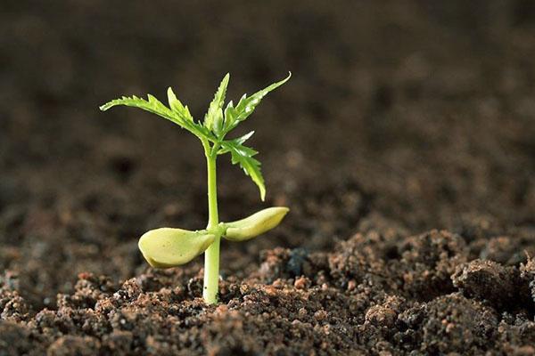 acido borico per una crescita delle piante di successo