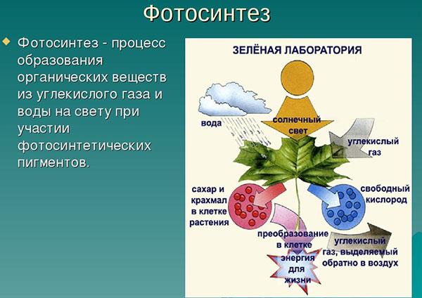 procesul de fotosinteză