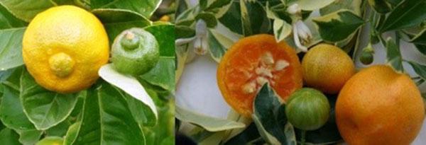 vzácné citrusové rostliny