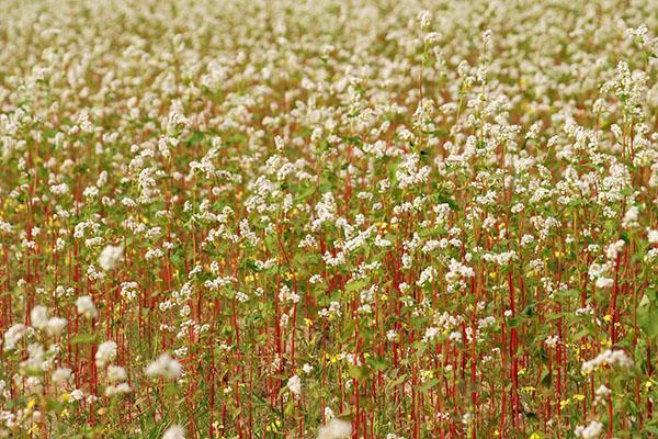 flores de trigo sarraceno