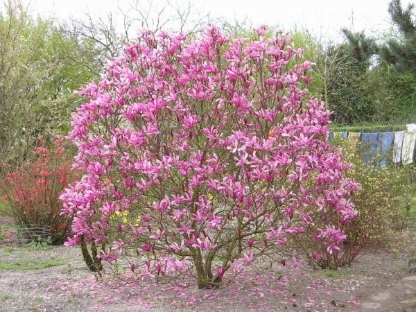Magnolia vård