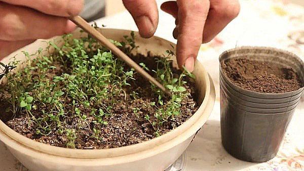 care for savory seedlings