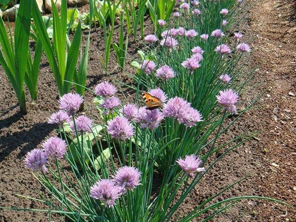 onion chives in bloom