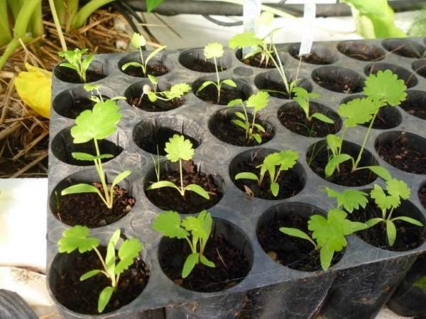 voksende pastinak gennem kimplanter