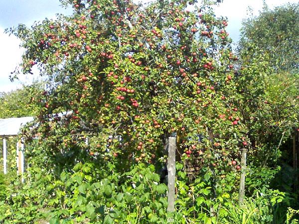 jabloň strieborné kopyto v záhrade