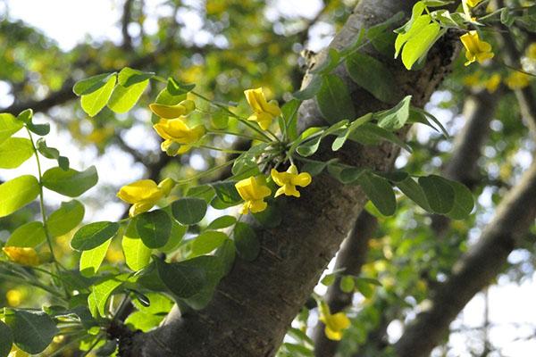 fleurs d'acacia jaune