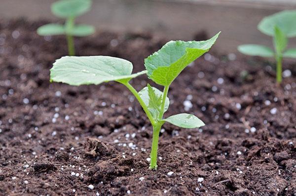 как да оплодим краставици след засаждане